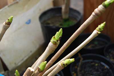 コシアブラの芽は、軽トラ市まで発芽が間に合うか…、微妙です。