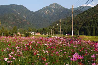 大源太の県道脇のコスモスが満開になりました。