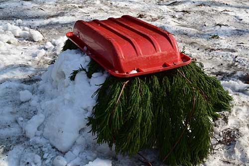 リンゴは、軽トラ市まで自宅の脇の雪に埋めて置きます。