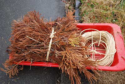 今日は雨が降る前に、杉の葉っぱを拾いました。