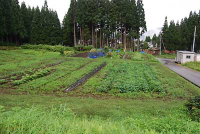 除草前です。