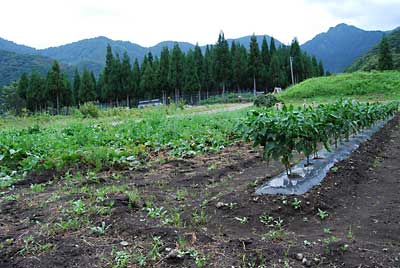 隣に植えた神楽なんばんには見向きもしないで、サツマイモ畑に直進して行ったようです。