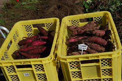 ３５株植えて枯株無しで、収穫カゴ２箱とれました。