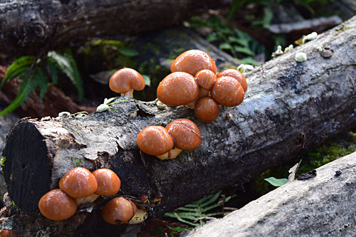 ナメコは、食べ頃サイズ。