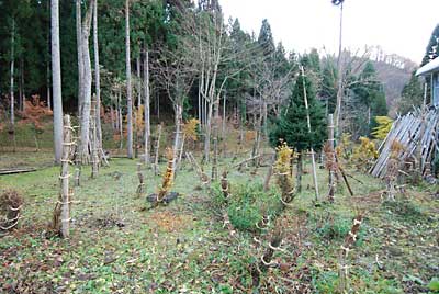 何とか７割くらい雪囲いが終了しました。