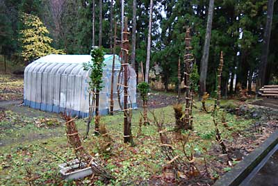 午後から雨の中、頑張って庭木の雪囲いをしました。