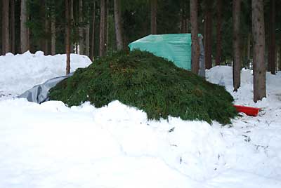 夕方近くになって、雪室全部に杉の葉っぱを敷くことが出来ました。