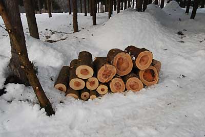 杉の幹は、６０ｃｍ～９０ｃｍの間隔で輪切りにしました。