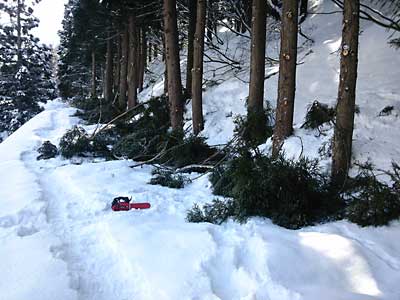 杉の枝の処理方々雪室に杉の葉っぱを敷き詰めました。