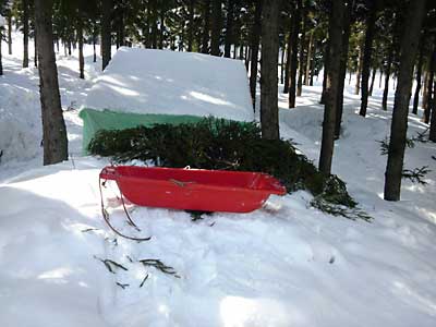 雪室の上までソリで運んでから、敷き詰めます。