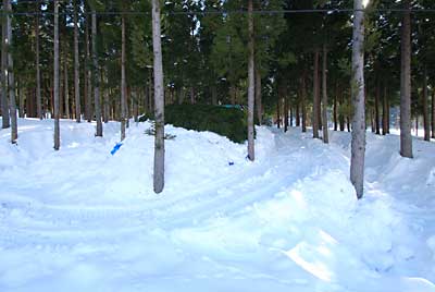 昨日、杉の葉っぱを敷き詰めた雪室です。