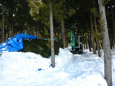 敷いた杉の葉の上にさらに雪を入れました。