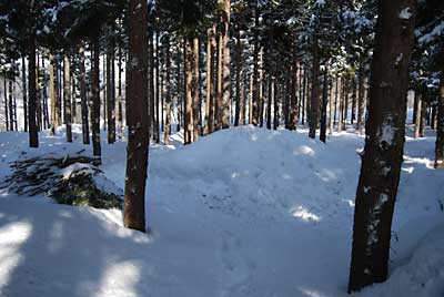 こちらの雪山にタラの木を入れます。