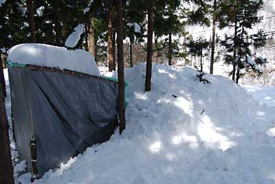 雪室の高さは、もう６ｍくらいです。