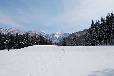 今日は、杉林の中をユンボで道付けをしました。