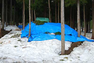 雪室のブルーシートが出ていました。