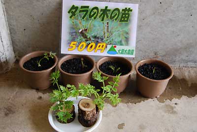 タラの芽もポットに植え替えました。