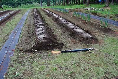 枝豆の種をまく前に畑の除草をしました。