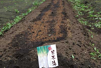 駄目もとで、柔肌ネギの「日本海」の種まきもしました。