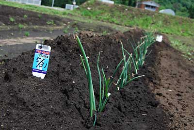 先日、定植したネギが無事根付いたようです。