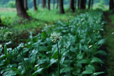 行者ニンニクの開花が始まりました。