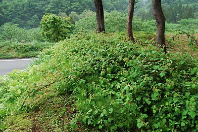 エビガライチゴも成長が旺盛です。