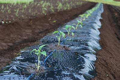 ５０ｃｍ間隔で４２本、定植しました。