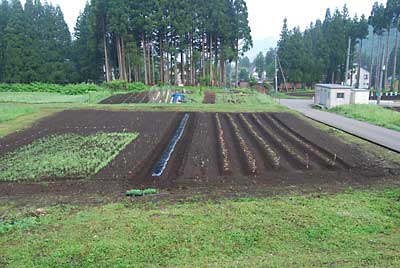 神楽なんばんの定植が完了した畑です。