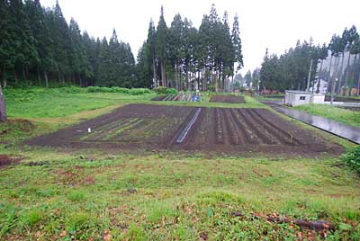 サツマイモもこの雨で大丈夫でしょう。