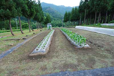 バーナーで除草しました。