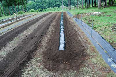 早朝、有機肥料を入れてからマルチをかけておきました。