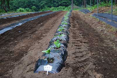 午前中、定植した米ナスも夕方の雨で根付くことでしょう。