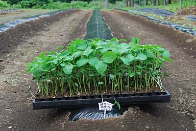 午後から枝豆の「越後ハニー」の定植をしました。