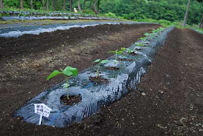 ７０本定植しました。