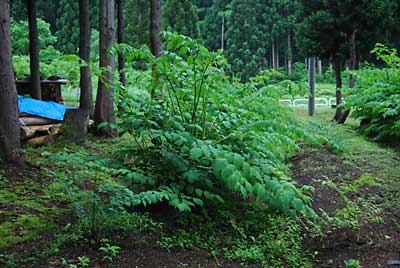 タラの木も元気いっぱいです。