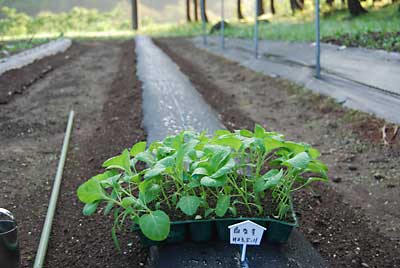 白ナスは、２６本予定通り定植しました。