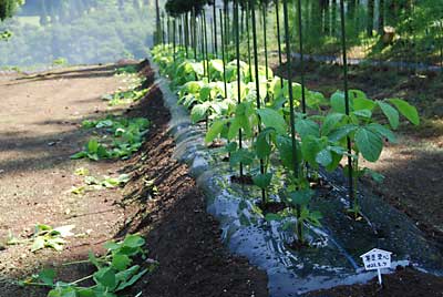 茶豆里心の間引きと摘心、そして支柱のイボ竹を立てました。