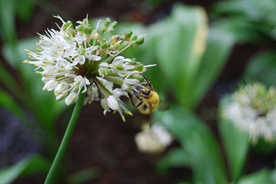 そろそろ終わりの行者ニンニクの花です。