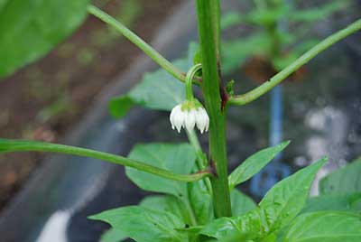 花が咲き始めました。