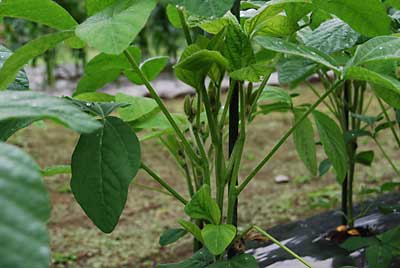 枝豆も摘心をしたせいか、わき芽が出て来ました。