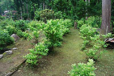 朝から自宅まわりの草刈をしています。