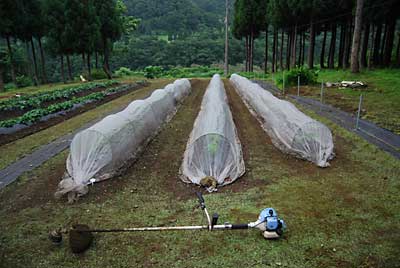 ナスと枝豆畑の草刈をしました。