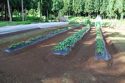 サツマイモ畑の草を草刈機（ヒモの刃）で除草しました。