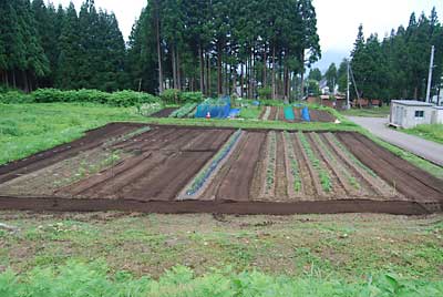 夕方、雨が降る前にトラクターで耕耘して除草しました。