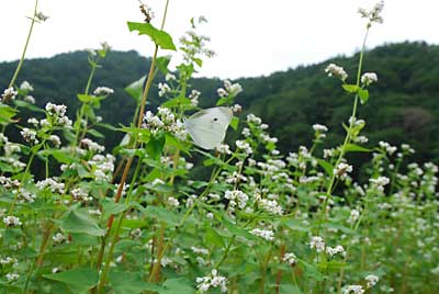 ジャガイモのまわりの蕎麦の花が満開です。