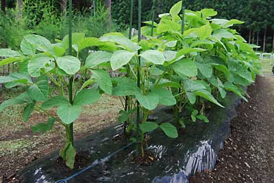 茶豆「里心」の下葉の撤去作業をしました。