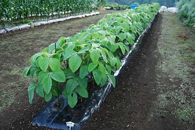 茶豆の里心の草丈もいい感じで、止まっています。