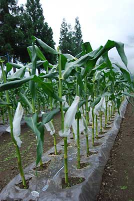 「雪の妖精」雄花の撤去と不織り布袋掛けが完了しました。