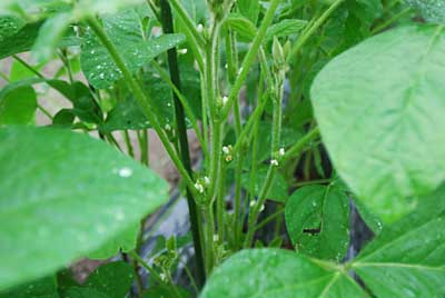 茶豆の里心の花が満開になりました。