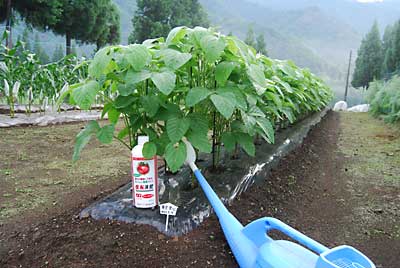 朝イチで枝豆に花肥（ハナゴエ）をしました。